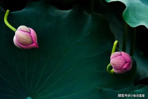 下周末,缘分与桃花相互配合,月老助力,收获幸福爱情的四大生肖
