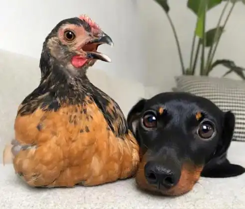 小短腿腊肠犬竟然这么可爱和小鸡的日常太有趣了