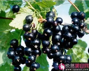 7类深色食物女性滋阴补血好帮手美味佳肴