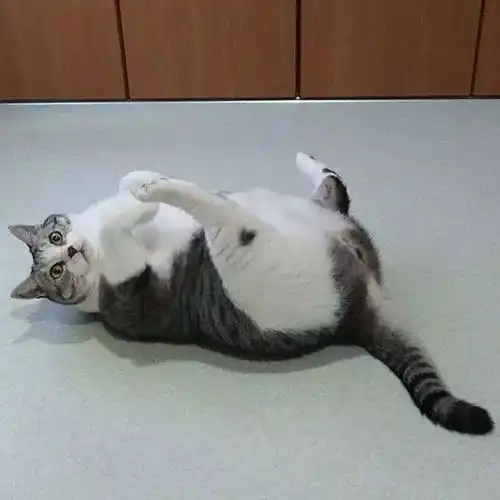 超治愈圆滚滚大胖猫这就像是活生生的猫饼啊