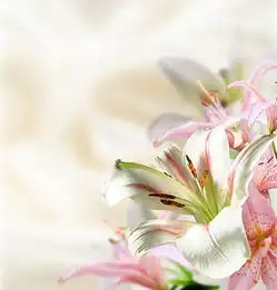 图片免费下载百合鲜花图片素材百合鲜花图片模板千图网