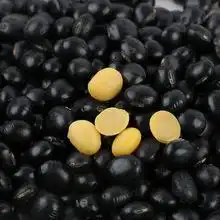 求黑豆和黑黄豆的图片有什么区别