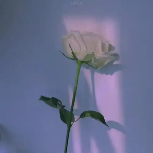 背景图丨抖音热门朋友圈背景图