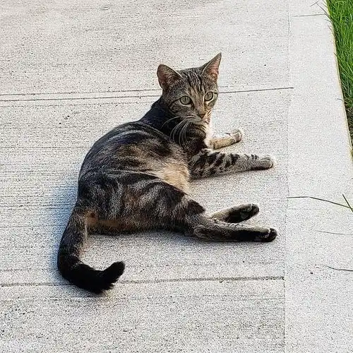 流浪猫羞涩来讨饭,受热情款待后放下心防,带好心人去看小奶猫