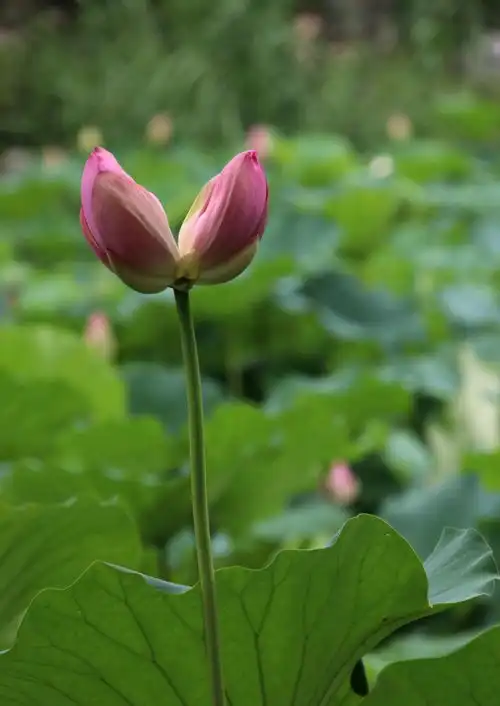 时隔一年玄武湖再现罕见并蒂莲