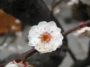 遨游东湖梅花节,怎赖不仕梅花开遨游仕评测