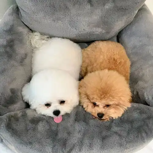 养一只比熊犬,它会感到孤独吗
