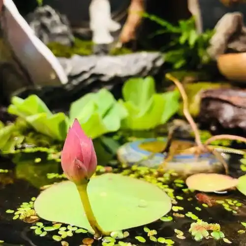 花开疫散荷你有约2022年奉贤区荷花睡莲展示月,今日开幕