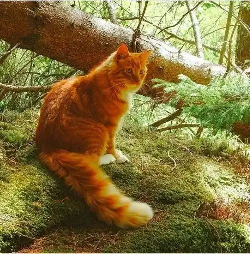 十橘九胖这只长成小松鼠的小奶猫,帅到突破天际绝对的冒险家一枚