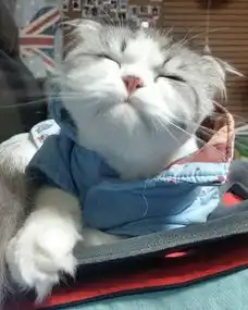 萌到爆的大脸猫咪图片素材大脸也可以萌到爆