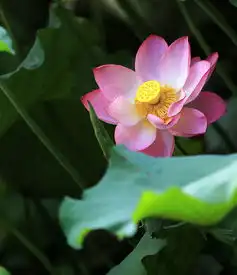 整理一组竖版荷花恭贺好友凡尘光影佳能5d3论坛履新