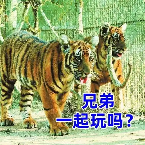 就是这么虎盘点福建梅花山养老虎的那些事儿