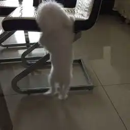 请问一下这是纯种比熊吗长大了会变成那种圆圆脸会笑的比熊吗