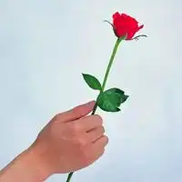 一支玫瑰头像一枝玫瑰花唯美头像