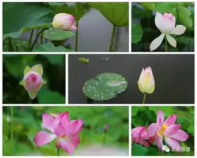 十里荷花长廊仲夏之初,邀君共饮一壶夏景