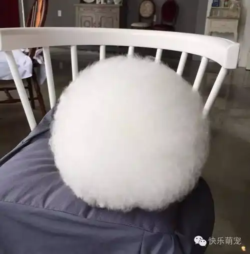 猜猜这个圆乎乎的东西是啥是棉花糖还是毛球