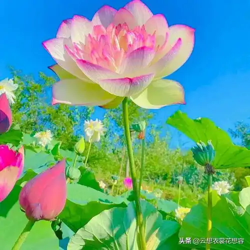 分享图片请友友欣赏,娉婷秀美,花开烂然,委婉多姿的莲花