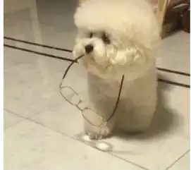 一只神似毛球的比熊犬萌的不要不要的