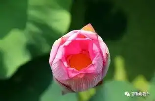 荷花仙子你在哪就在弥勒百亩荷花齐开放,美到爆快来赏荷花,摘莲米,吃美食