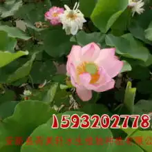 石城县琴江镇朝荷白莲专业合作社