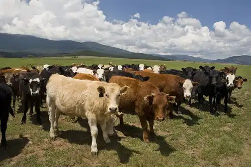 属牛人在2022年几月有望转运心想事成,想啥来啥,贵人处处帮扶