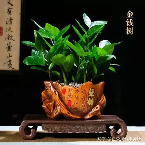 各生肖相助的开运植物,让自己运程打开
