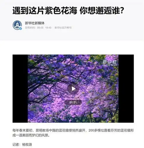 绽放蓝花楹助推五华高质量发展