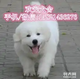 欢宠犬舍一出售纯种大白熊一包养活一签合同一送用品