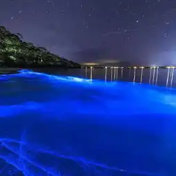 澳洲各地海滩惊现蓝色荧光海维州也有那画面美得让人不敢看