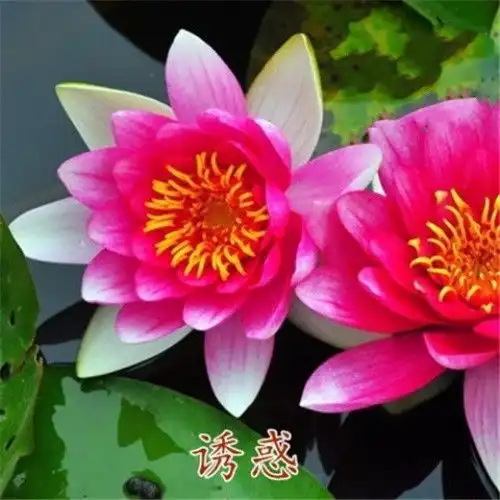 睡莲盆鱼缸水池水培花卉种子睡莲碗莲种子莲花根块根茎水生苗