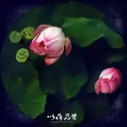 心若简单,世间纷扰皆成空