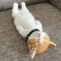 小奶猫睡觉爱平躺神似人类可爱到犯规