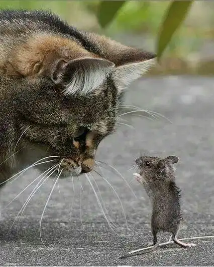 灵感来自于生活,推特画师重绘猫狗形象,呆萌超可爱