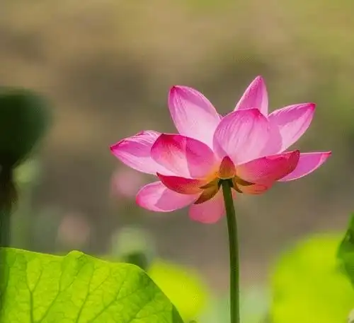 广油专业郑重辟谣集结号
