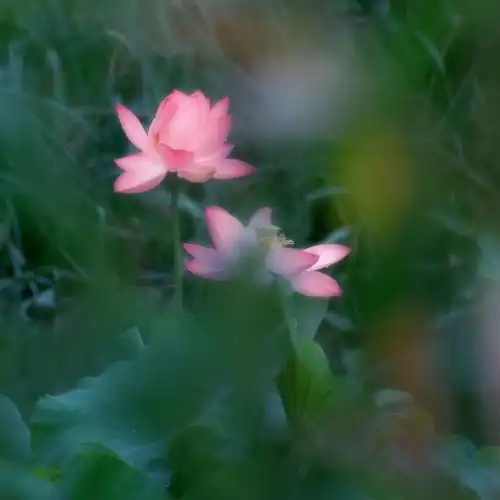 雨花打在一朵荷花上,用我前世的爱情,还你今生的迷离