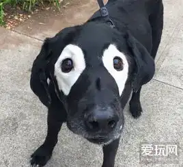 本周囧雷傻缺图795