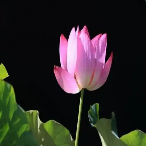 行由品1