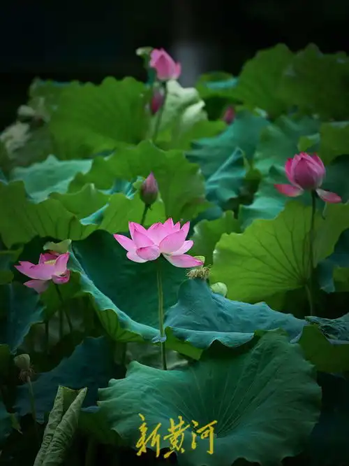 泉城夏至荷花美
