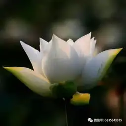 高泥荷花美爆朋友圈教你8招拍荷大法,超实用摄影