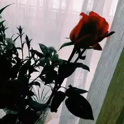 买来的玫瑰花,也能扦插成活的
