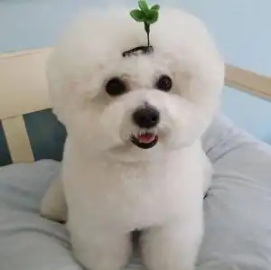 比熊狗