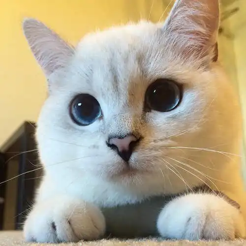 这是只什么猫