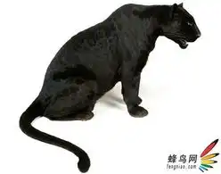 全球首套大猫另类写真