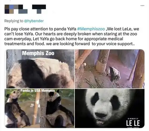 大熊猫丫丫离回家又近一步网友加急送回