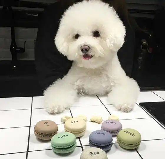想要养比熊犬的人,你需要清楚这5件事,不然你别养