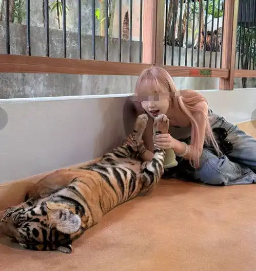 虎口惊魂中国美女游客在泰国,被成年老虎拖行,评论区太吓人了