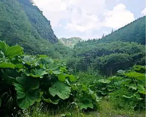 宁夏隆德范家峡森林小镇世外桃源般的乡园田居