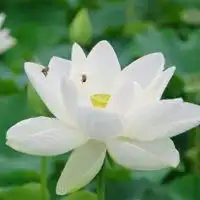 荷花头像图片大全大图唯美微信头像图片大全