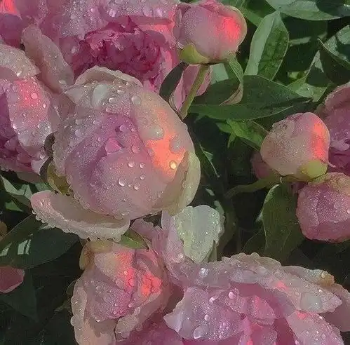 心理测试选一张你喜欢的图片,测试未来的你是否越来越漂亮
