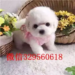秦皇岛哪里有贵宾幼犬出售贵宾哪里的好一点小体贵宾多少钱